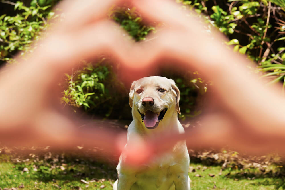Un chien entouré d'un cœur fait avec les mains